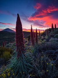 Plants growing on field during sunset