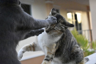 Close-up of two cats