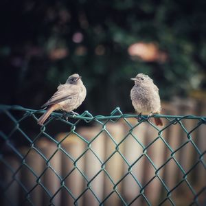 Close-up of birds perching on fence