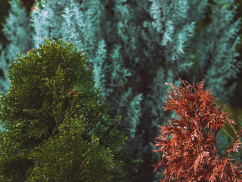 Close-up of pine tree in forest