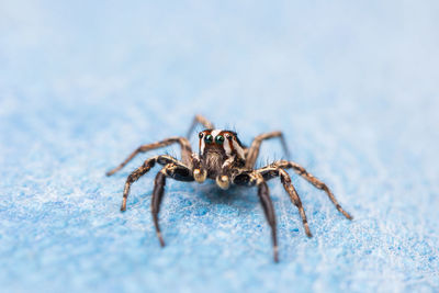 Close-up of spider