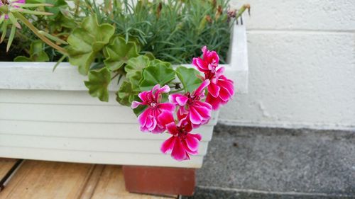 Close-up of pink flowers blooming outdoors