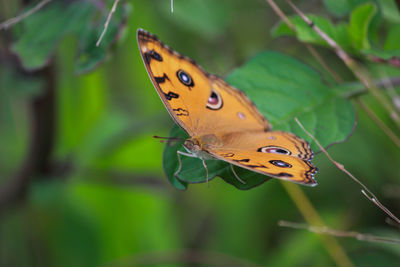 Close-up of butterfly on leaf