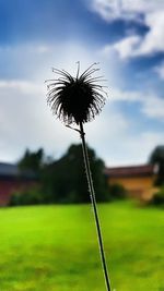 Close-up of dandelion flower