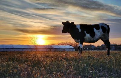 View of a horse on field during sunset