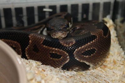 Close-up of snake