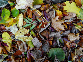 High angle view of maple leaves on field