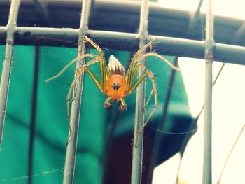 Close-up of parrot in cage