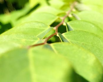 Close-up of green leaf on plant