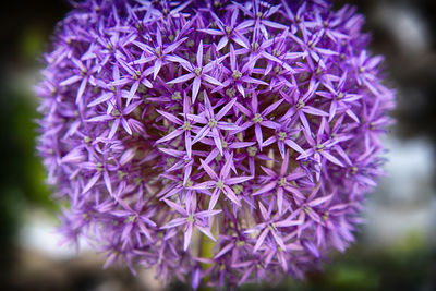 Close-up of purple flowering plant