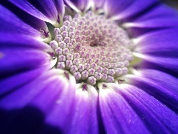 Close-up of fresh purple flower blooming outdoors