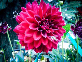 Close-up of pink dahlia flower in park