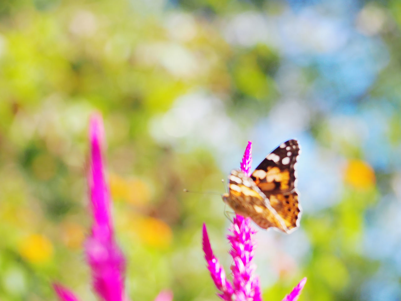 butterfly - insect, focus on foreground, insect, nature, flower, butterfly, pink color, animals in the wild, purple, outdoors, beauty in nature, one animal, day, fragility, no people, animal themes, close-up, plant, animal wildlife, pollination, freshness, flower head