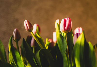 Close-up of pink tulips