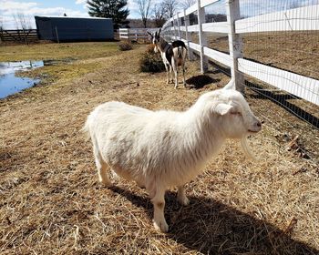 View of an animal on field