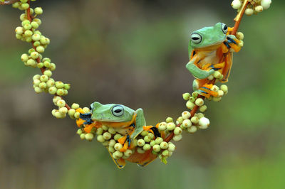 Close-up of lizard on tree