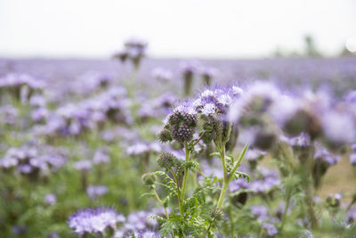 Close-up of purple flowering plants on field