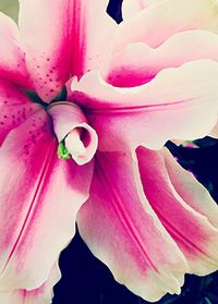 Close-up of pink flower