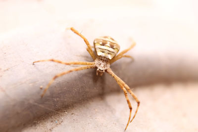 Close-up of spider