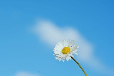 Close-up of white daisy against blue sky