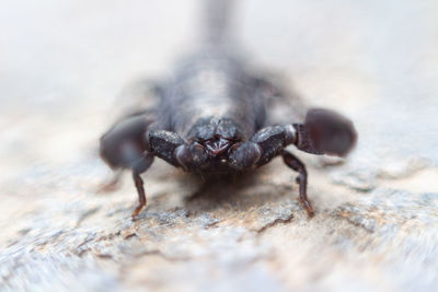 Close-up of insect