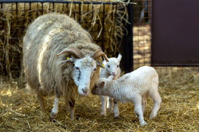 Sheep in a pen