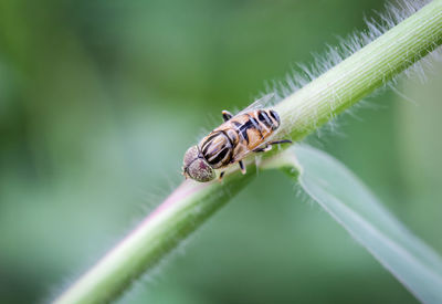 Close-up of insect on leaf