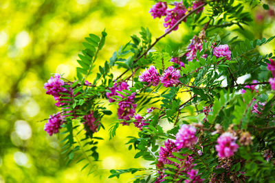 Close-up of pink flowering plant