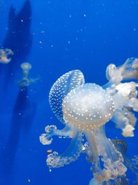 Close-up of jellyfish swimming in sea