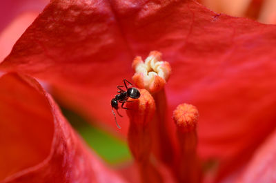 Black garden ant on red flower stamen