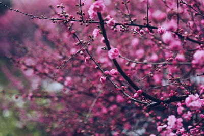 Low angle view of cherry blossom