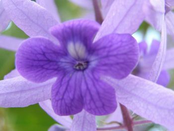 Close-up of purple flower