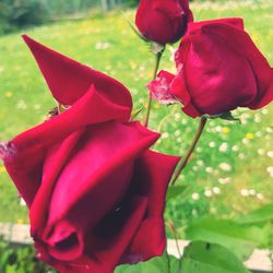 Close-up of red tulip