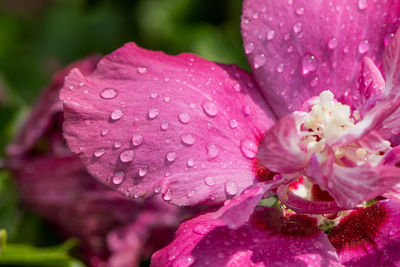 Close-up of wet pink flower