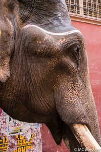 Close-up of elephant