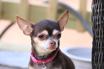 Close-up portrait of a dog