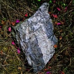 Close-up of grass on field