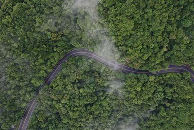 High angle view of road amidst trees in forest