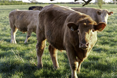 Cows standing in a field