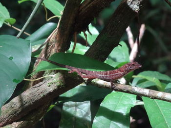 Close-up of lizard on branch