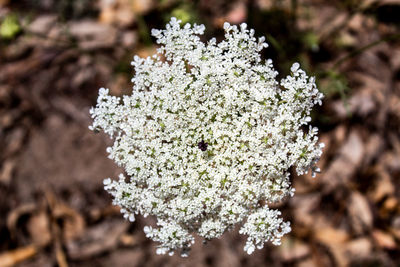 Close-up of white flowering plant on land