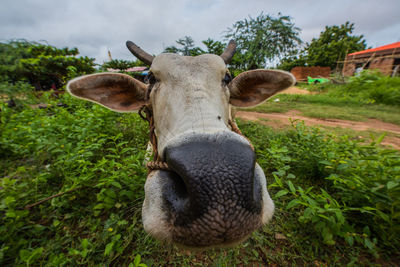 Close-up of cow on field against sky