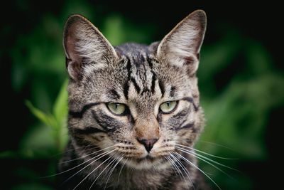 A portrait of a gray tabby house cat in the greenery