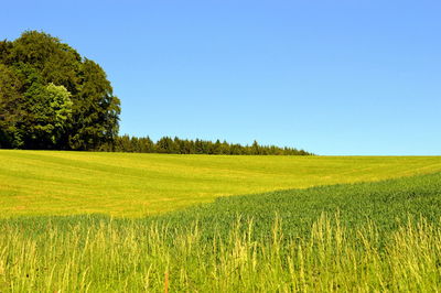 Scenic view of agricultural field against clear sky