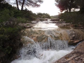 View of river flowing through forest