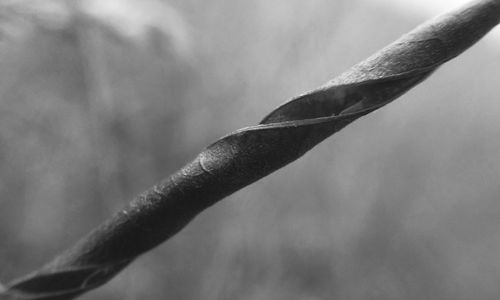Close-up of plant against blurred background