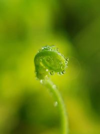 Close-up of wet insect on leaf