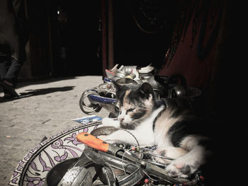 Close-up of cat with bicycle on street