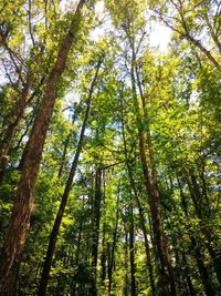 Low angle view of trees in forest