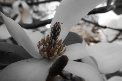 Close-up of white flowering plant